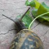 snails by Matilda