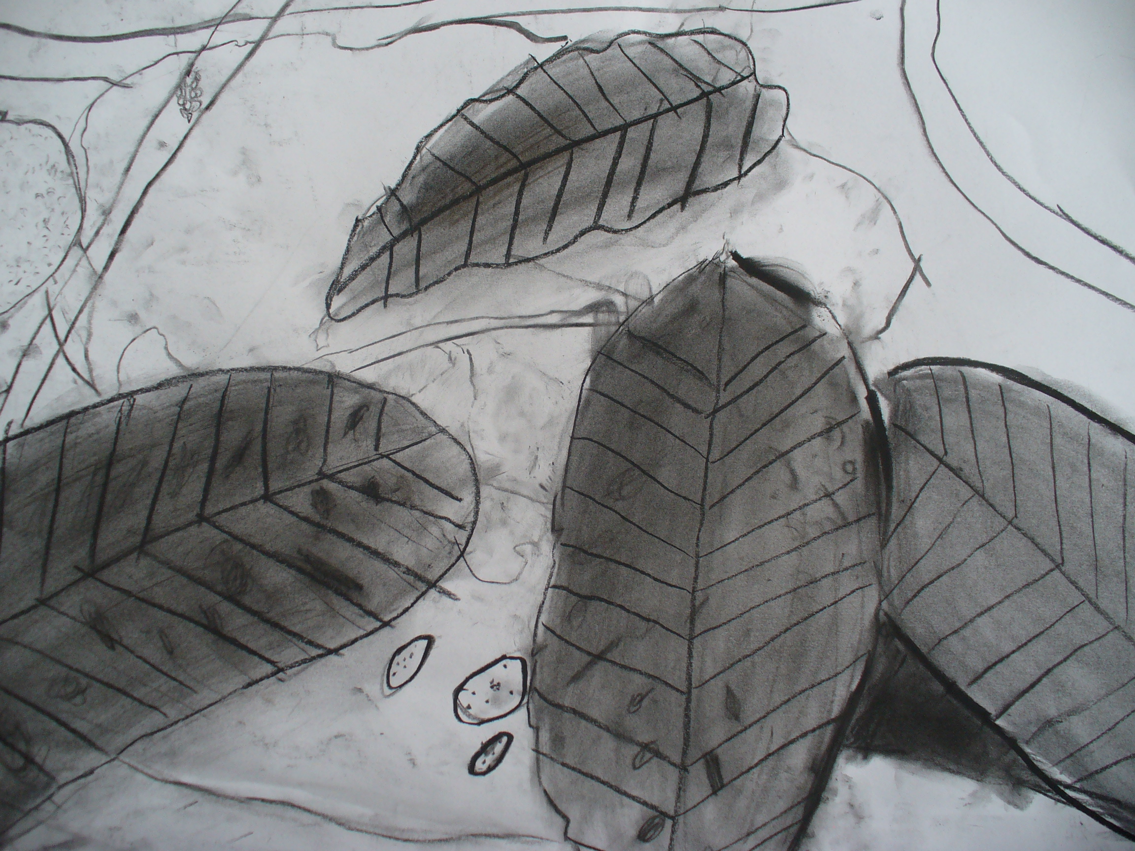 Still life drawings, `Nature`, charcoal on paper