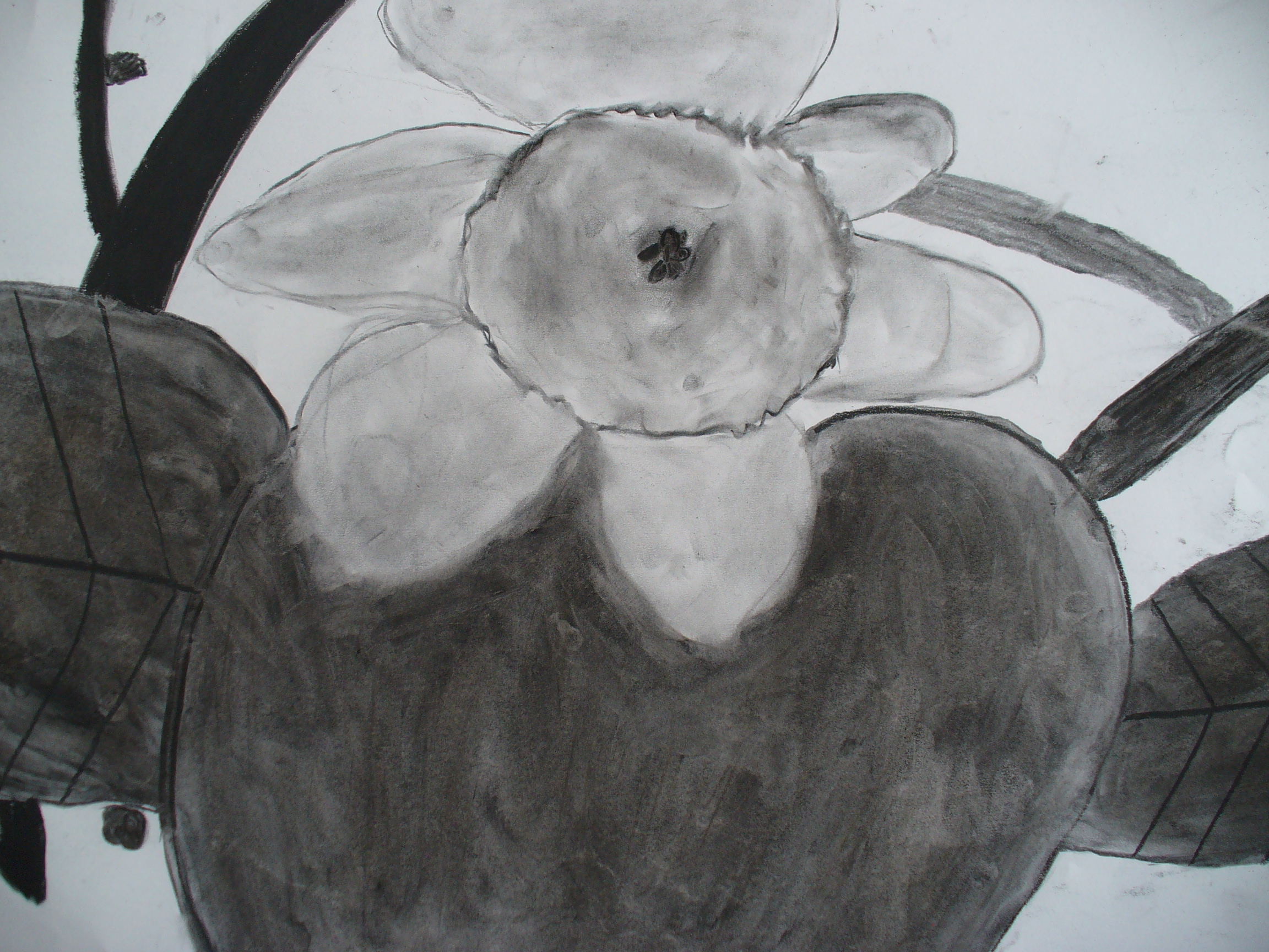 charcoal, nature still life