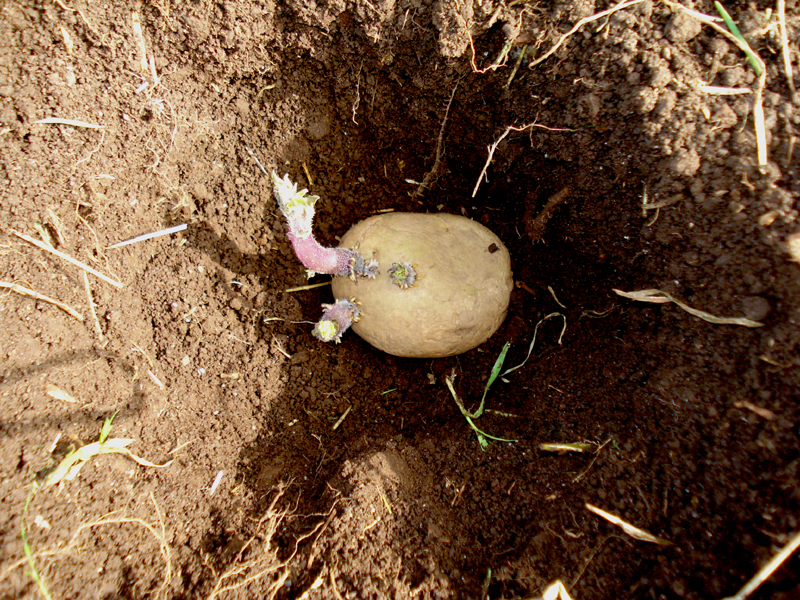 time, growth and potatoes